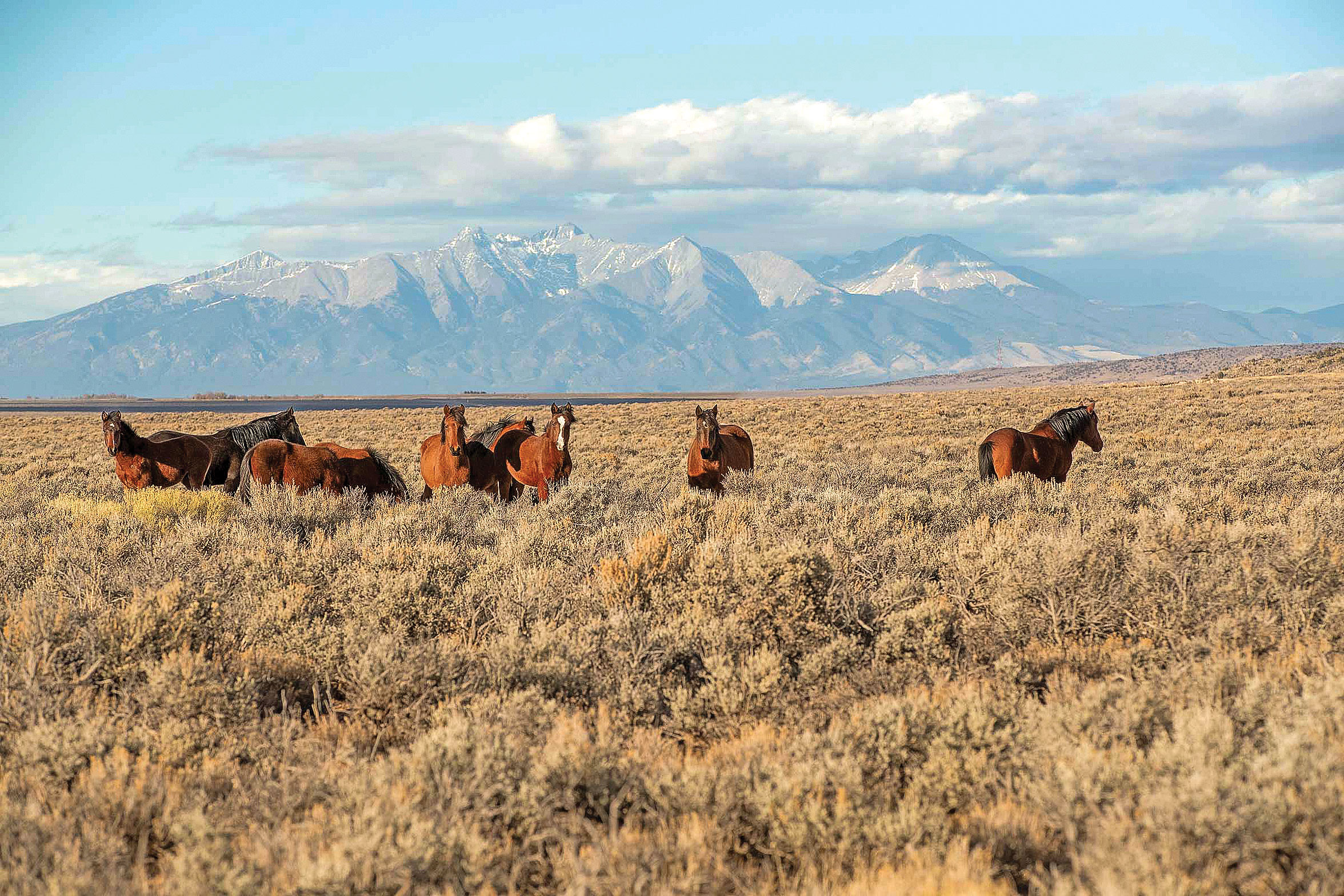 Rhythms of the Mesa